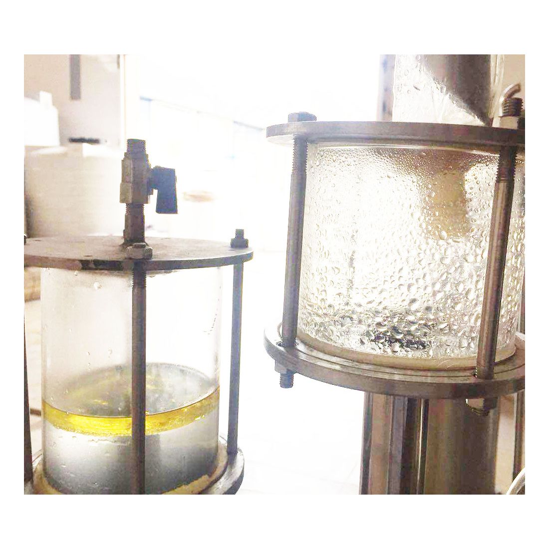 Steam distillation of Iran galbanum producing green essential oil for perfumery